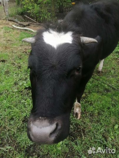 Тёлка помись галштинки