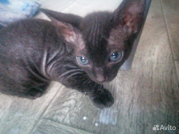 Донской сфинкс котята