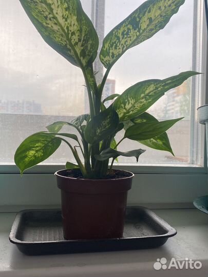 Диффенбахия офисные цветы