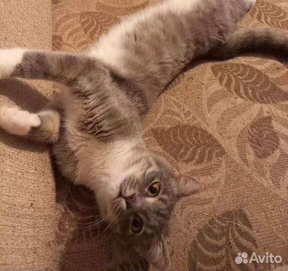 Молодой котик ищет добрых людей