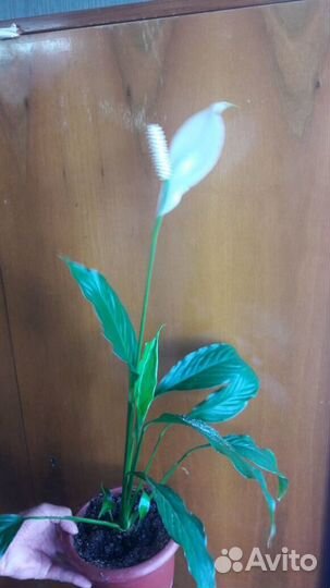 Комнатные цветы 