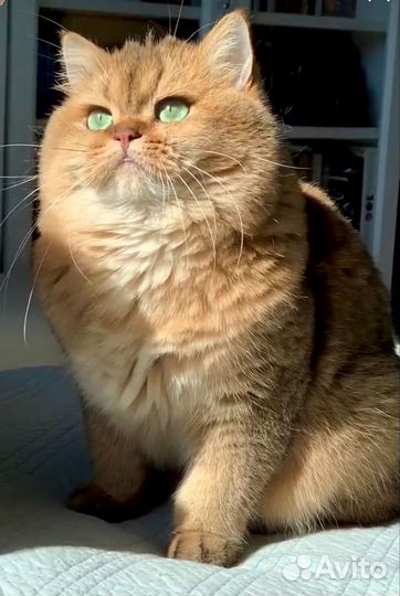 Кошка в дар