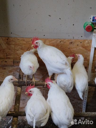 Молодые петушки леггорн