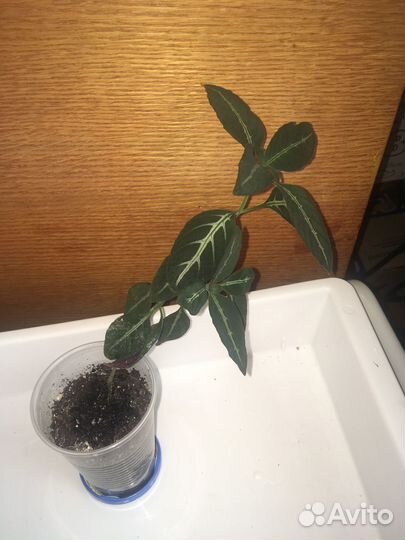 Комнатные домашние растения цветы