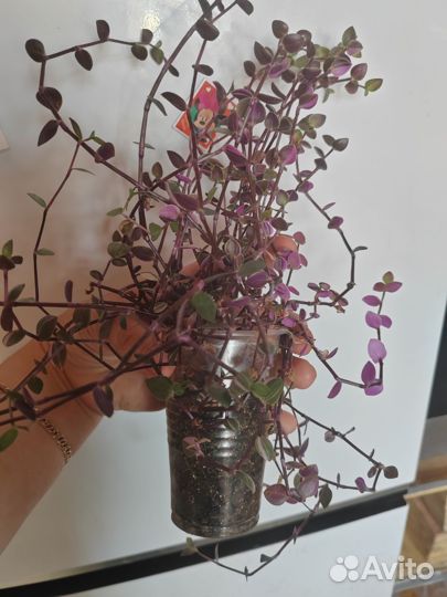 Коллизия