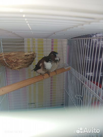 Японские амадины