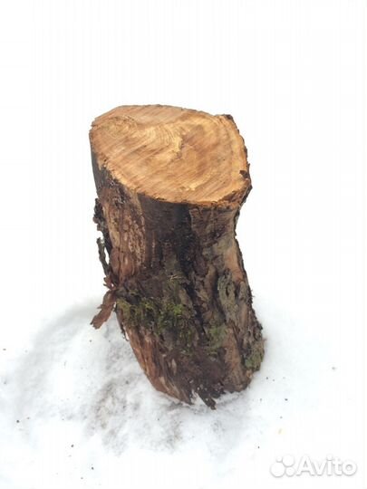 Высушенные спилы яблони и дуба для поделок