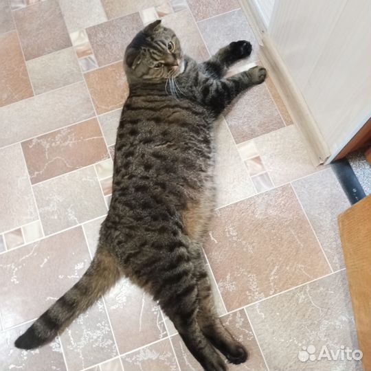 Вислоухий шотландец