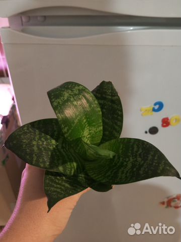 Сансиевиерия