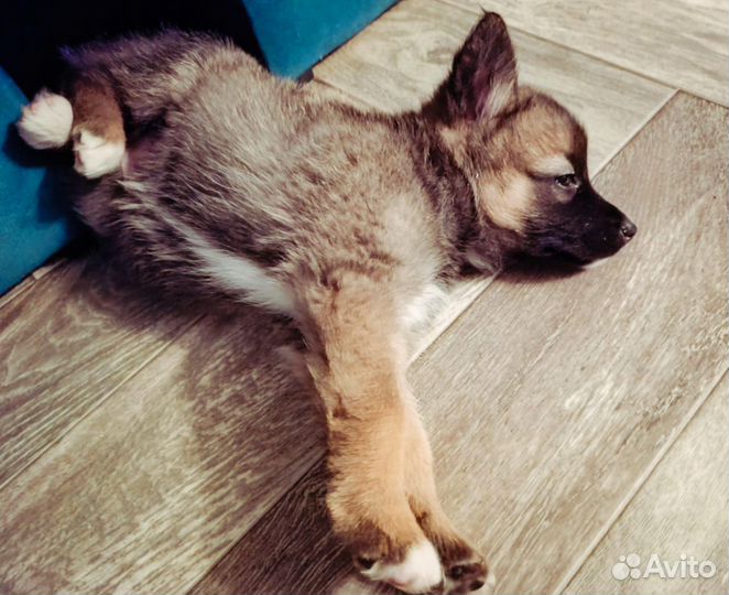 Маленький щенок