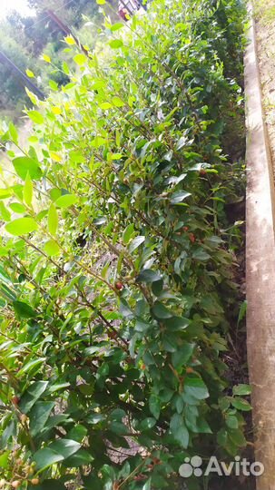 Кизильник блестящий