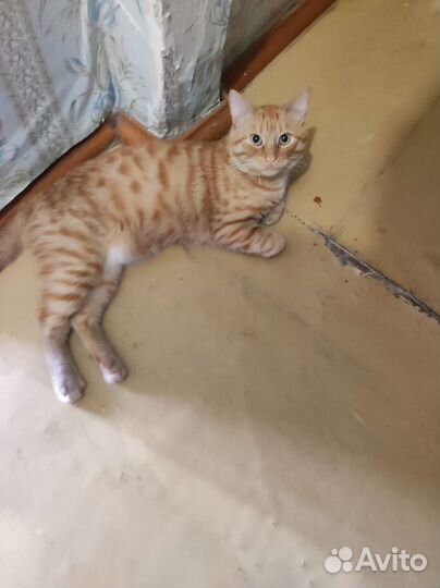 Кошка