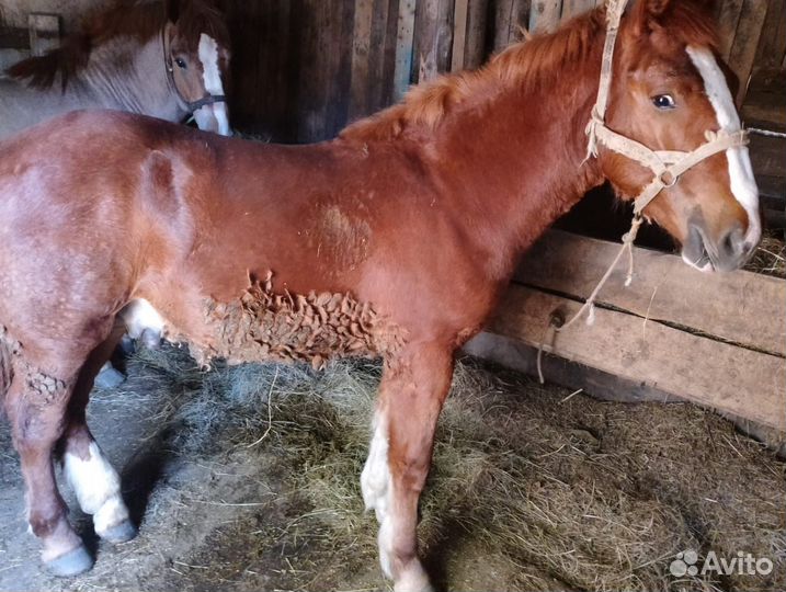 Продам жеребца