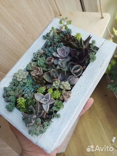 Садик суккулентов в деревянном ящике