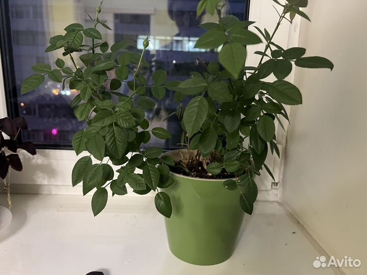 Роза комнатная домашняя