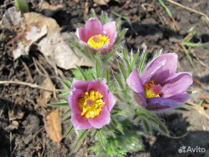 Семена прострела, три цвета