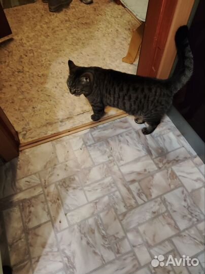 Кошка в дар бесплатно