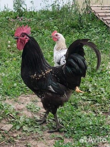 Молодые петухи