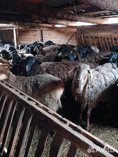 Овцы бараны