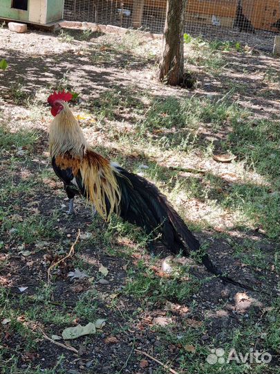 Декоративные куры