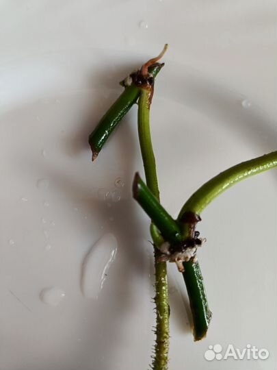 Филодендрон бородавчатый