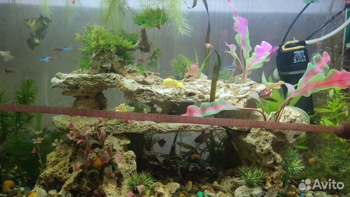 Рыбки данио, гуппи, корм, декорации