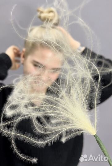 Стифа(ковыль)