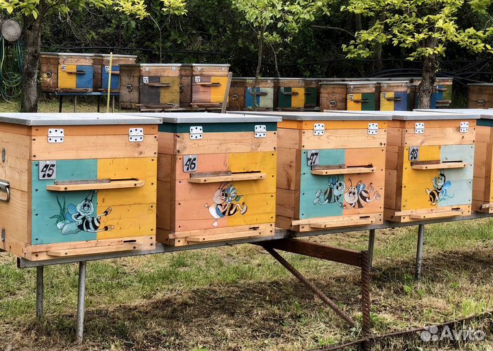 Пчелопакеты