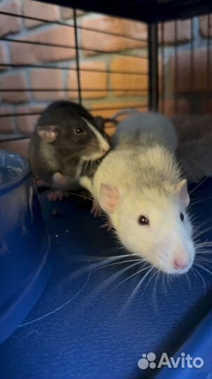 Передержка грызунов