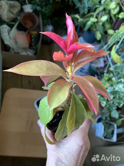 Кактус, лесные кактусы