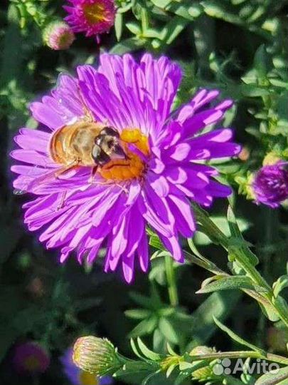 Цветы для клумб