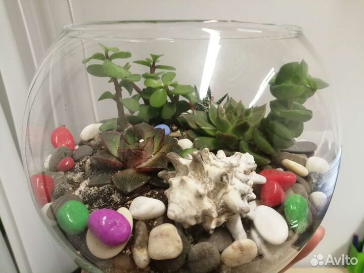 Флорариум-эко-подарок