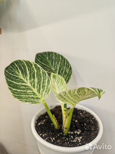 Филодендрон биркин