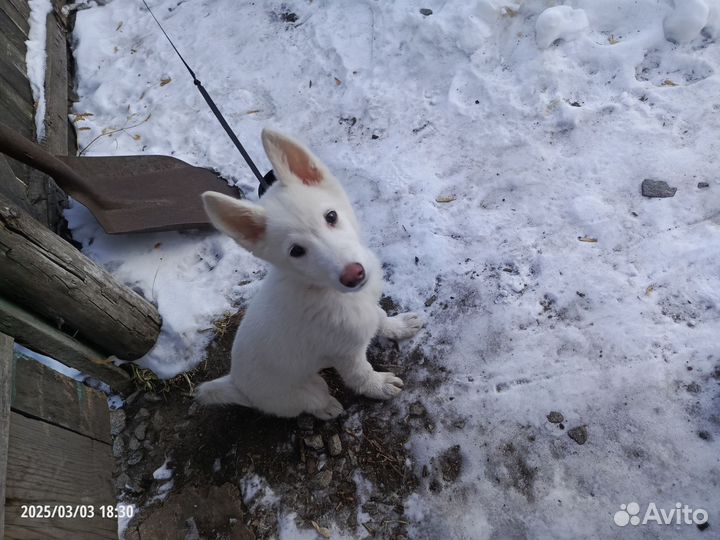 Щенки сибирской хаски