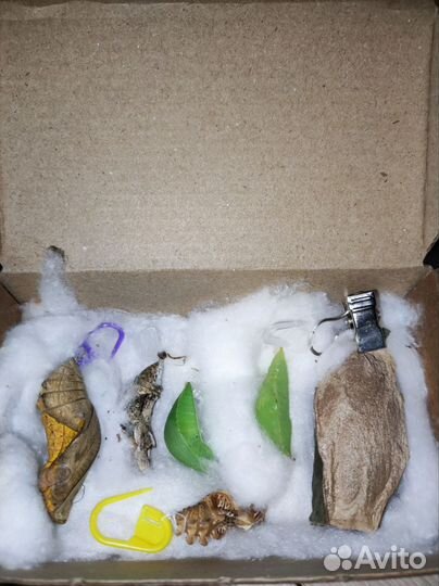 Ферма бабочек