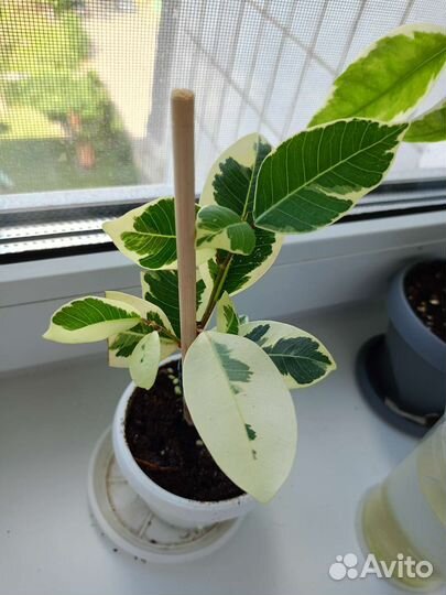 Фикусы сортовые, обновлён