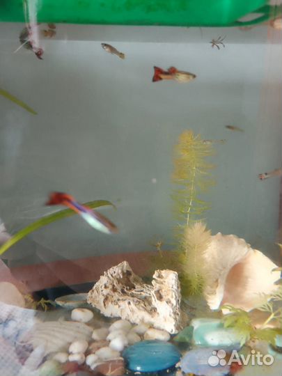 Аквариумные рыбки гуппи
