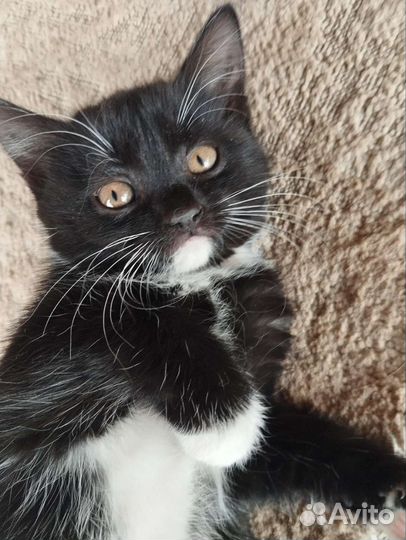 Кошка