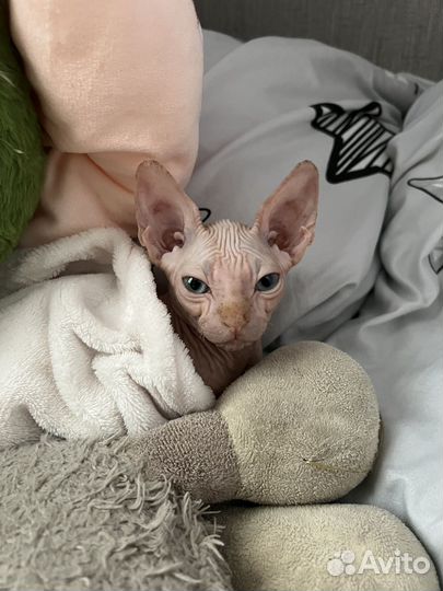 Канадский сфинкс котенок