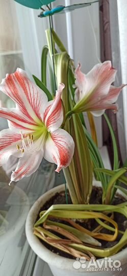 Гиппеаструм амариллис луковицы