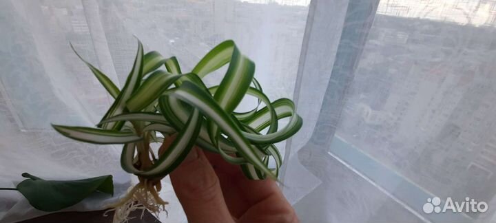 Хлорофитум кудрявый