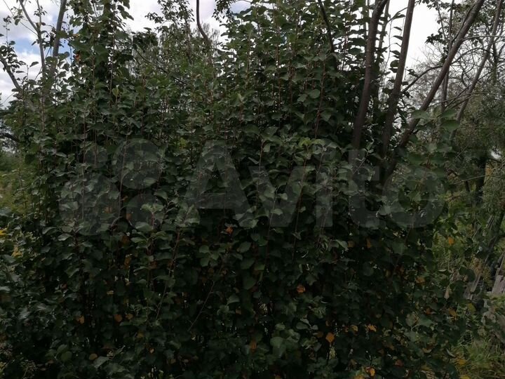 Участок 5,9 сот. (СНТ, ДНП)