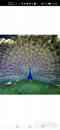 Продам павлинов