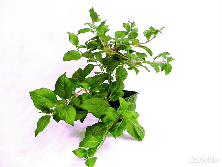 Фуксия ампельная