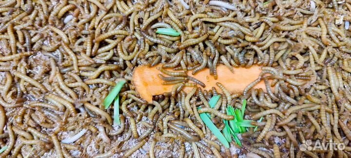 Мучной червь