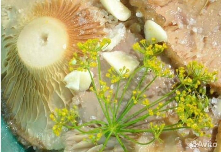 Грибы грузди соленые белые