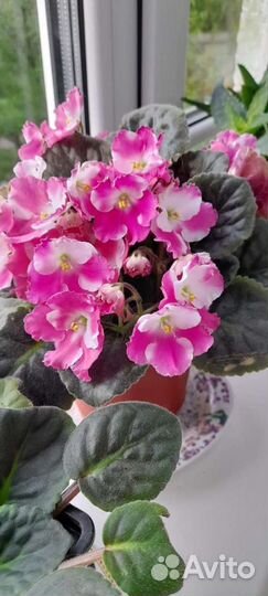 Фиалка сортовая в горшках, много разных. доставка