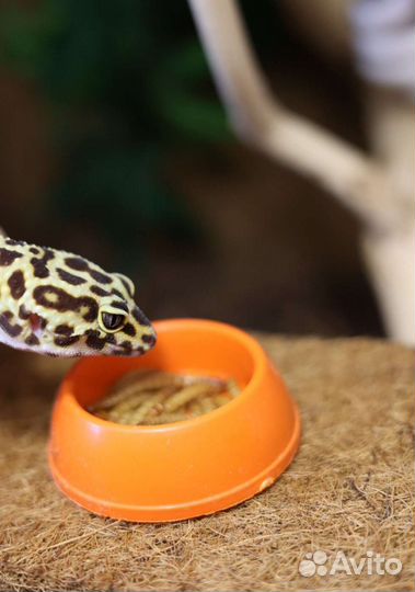 Корм для рептилий. Сверчки, зоофобус, мучной червь