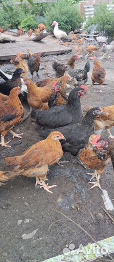 Куры молодки, адлерские