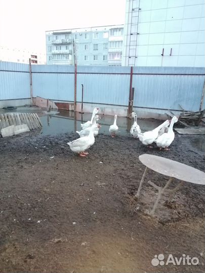 Гуси холмогоры